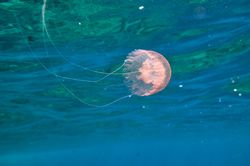 Pelagia noctiluca swimming near water surface