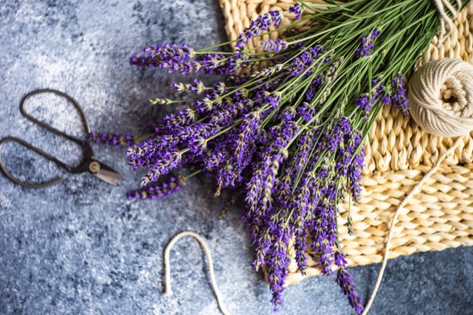 Fresh lavender flowers on rattan placemat with shears and string