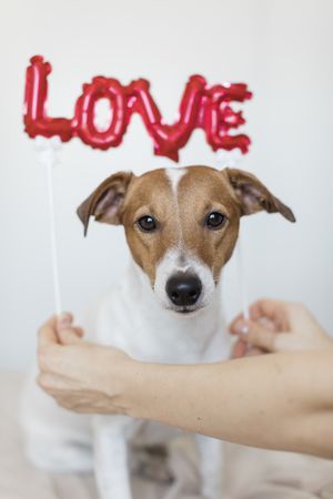 “Love” balloon held above an adorable small white and brown dog