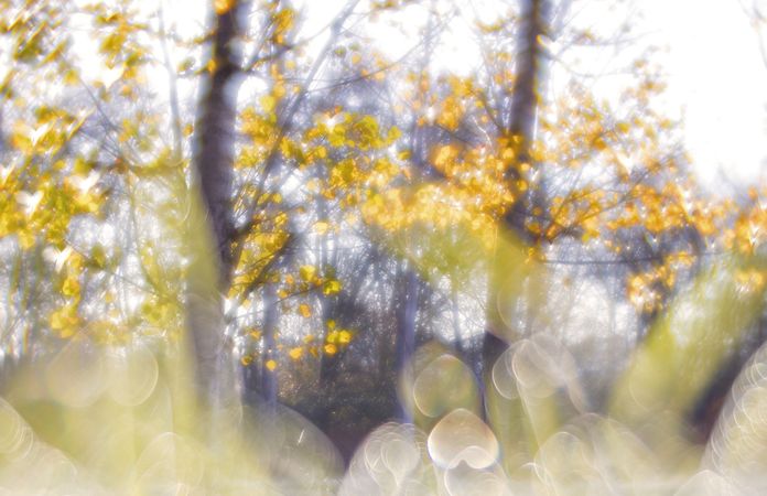 Blurred trees in forest