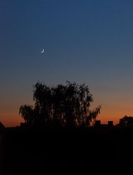 Tree under a crescent moon