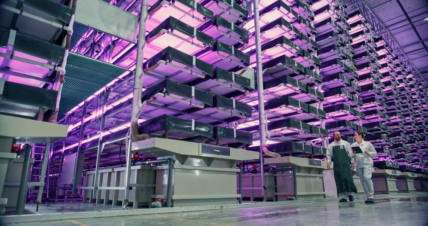 Vertical Farm Operators Having a Conversation at Work while Walking in a Hall with Plants on a Rack. Workers Growing Sustainable Produce with an Industrial Scale Hydroponics System WIth UV Lightning