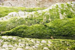 Stony hill covered with moss