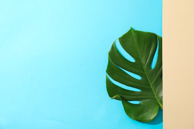 Green monstera on two tone background, space for text