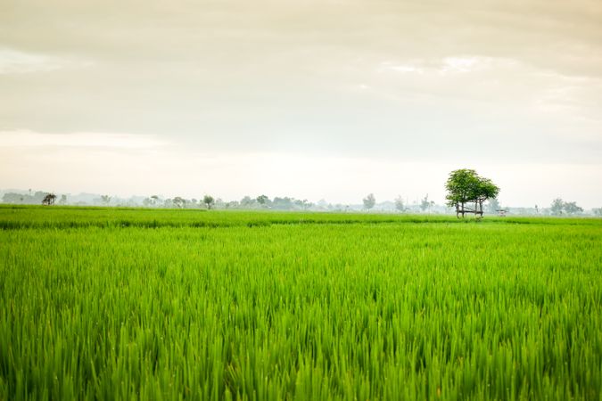 Lush green grass on misty day in Indonesia