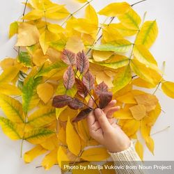 Yellow pile of autumn leaves on a plain background with hand holding red leaves 0VloN4