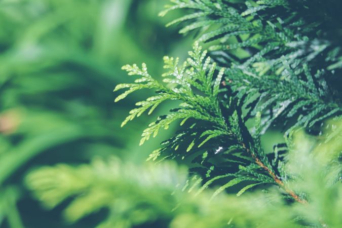 Dark green leaves. Background with green leaf.