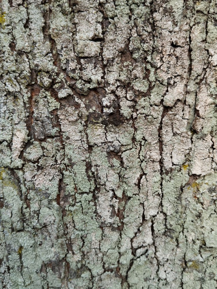 texture of the rough bark of a mahogany tree