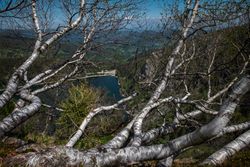 Birches growing above a beautiful lake