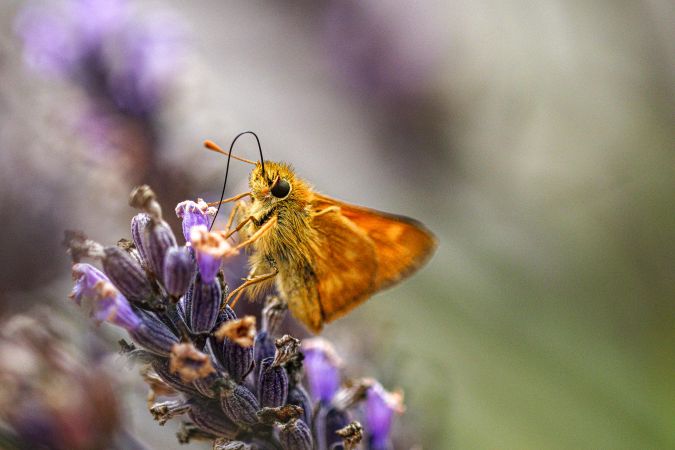 Textured orange butterfly on purple buds, selective focus