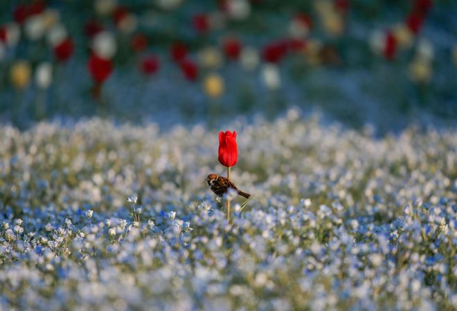 Red flower and bird in field of blue flowers