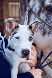 Border collie puppy with blue eyes in the field looking at camera