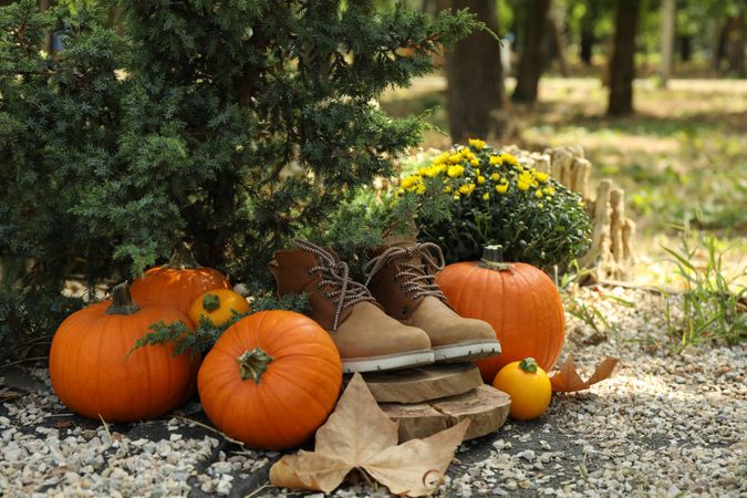 Cozy autumn concept with pumpkins outdoor in the park