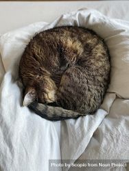 Brown tabby cat sleeping in bed 42laq0