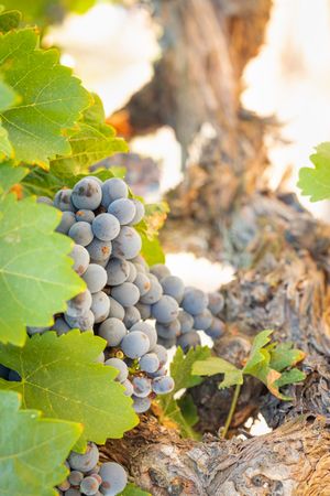 Vineyard with Lush, Ripe Wine Grapes on the Vine Ready for Harvest