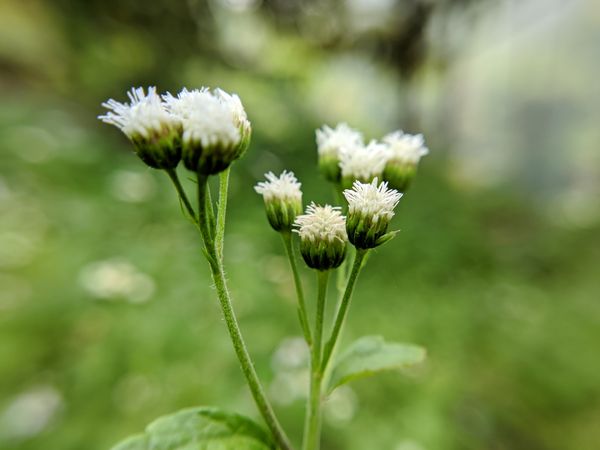 beautiful flower nature