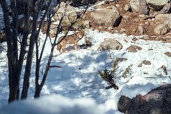 Wolf on hill near stones and snow