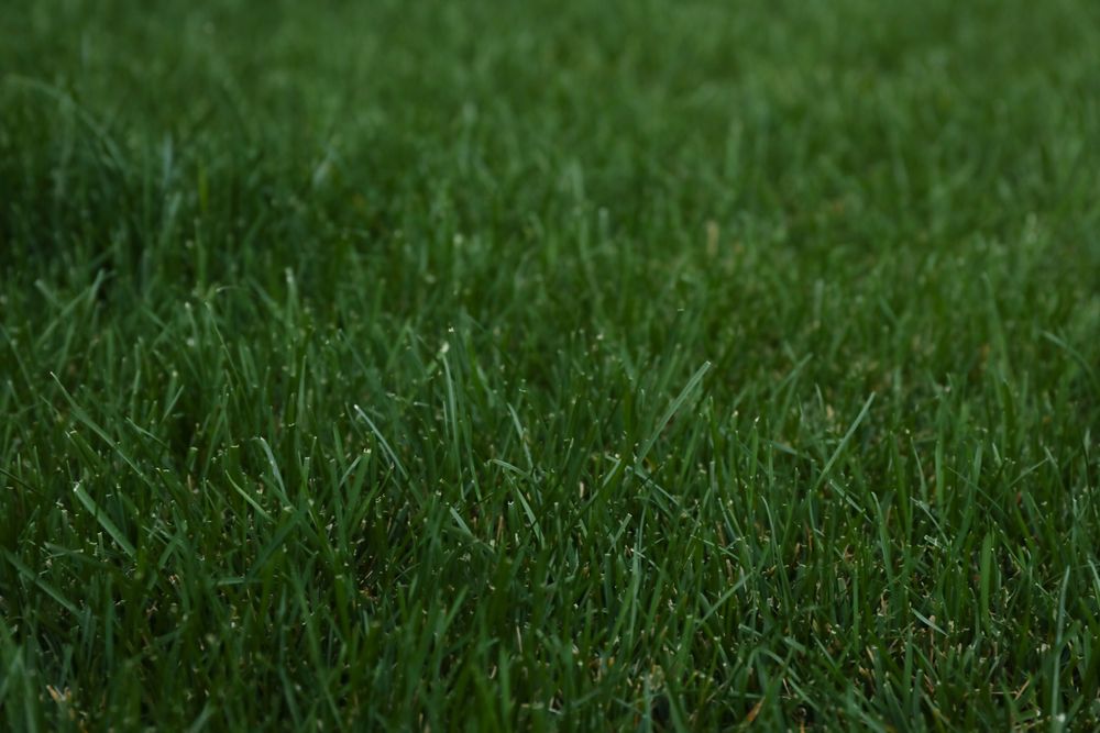 Beautiful green grass on whole background, space for text