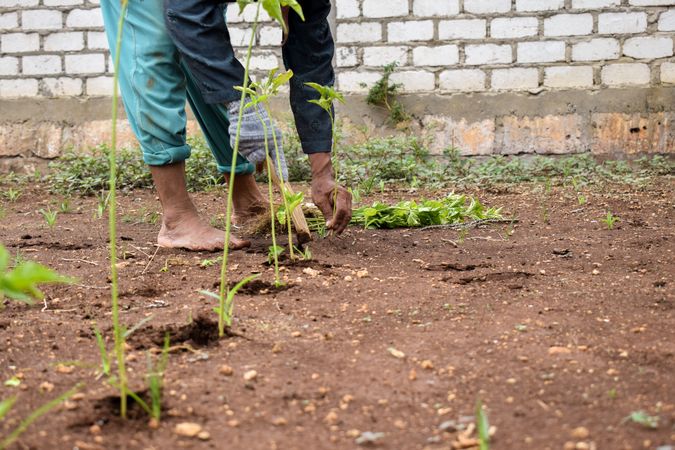 Barefoot Indonesian farmer planting green shoots in the soil