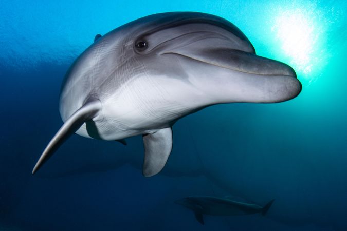 Dolphin in blue water