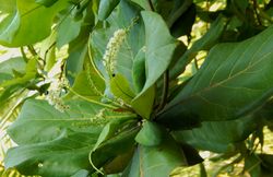 a collection of green leaves still on a shady tree