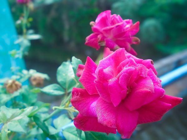 Beautiful blossom pink rose