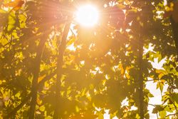 Bright sun through autumn leaves