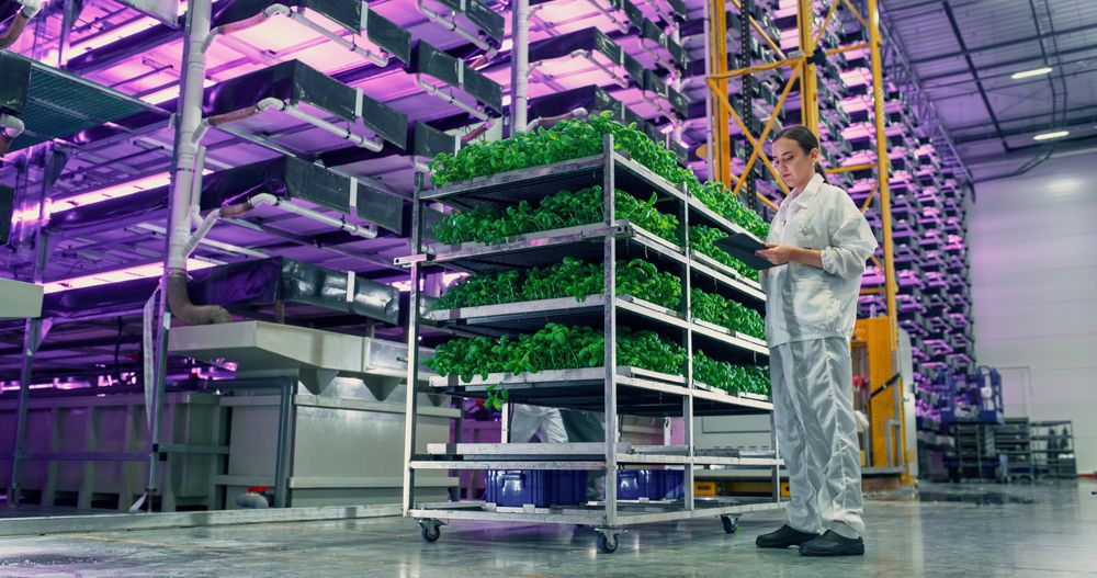 Young Female Farmer Standing in a Vertical Farm Facility with LED Lights. Hydroponics Specialist Working on a Tablet Computer Next to Rack with Fresh Basil Plants Ready for Shipping to a Supermarket