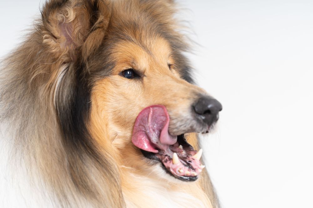 Scottish shepherd licking lips in studio shoot