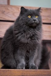 Dark cat with yellow eyes on wooden bench