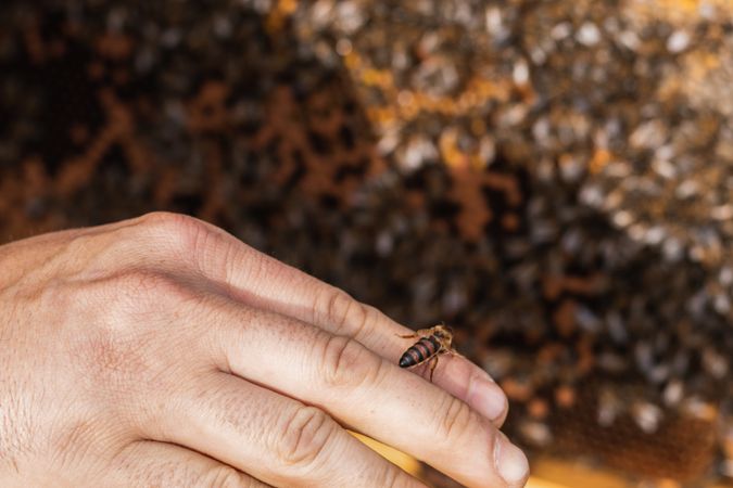 Beekeeper near hive with bees