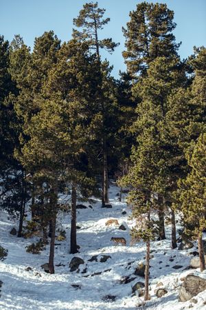 Wolf on hill near stones and snow