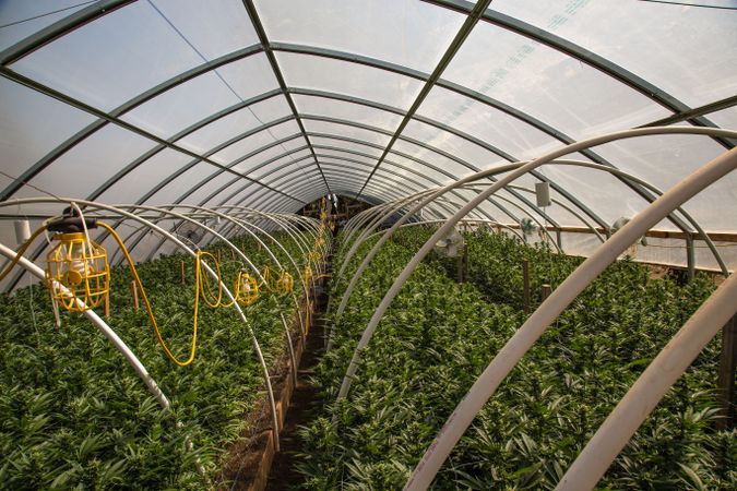 A vast green house full of marijuana plants