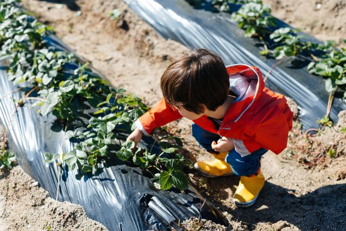 Child touching leaves in bushes in garden bed