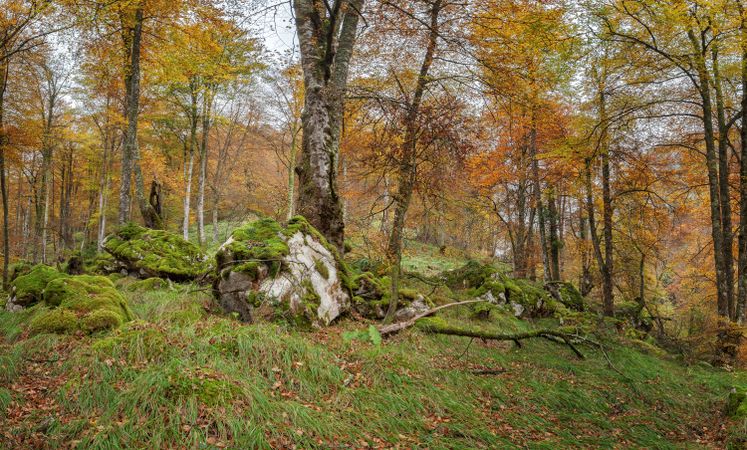 Coniferous tress at forest of Asturias, Spain