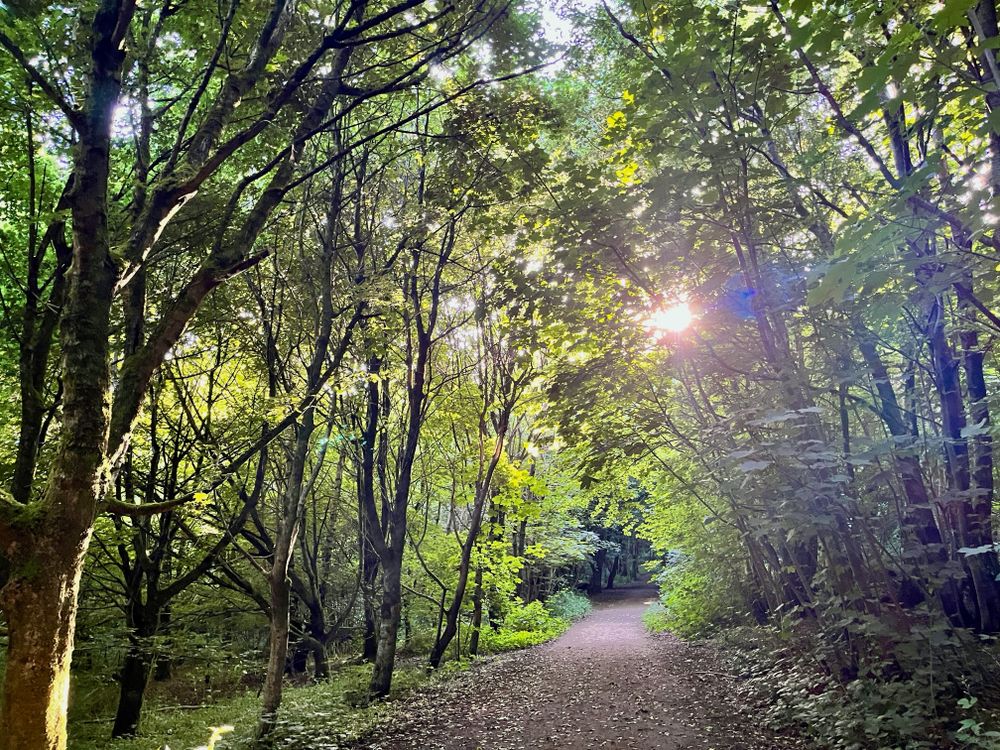 Dappled forest path in Sussex South England