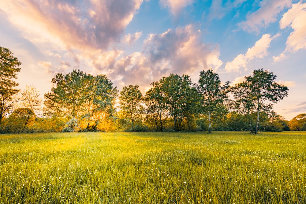 Green field with trees in the spring