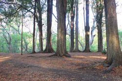 old tree