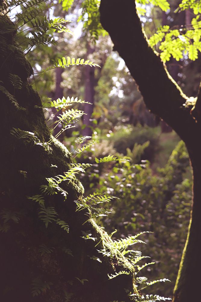 Sunlight in the summer forest. Sunlight between trees in the forest