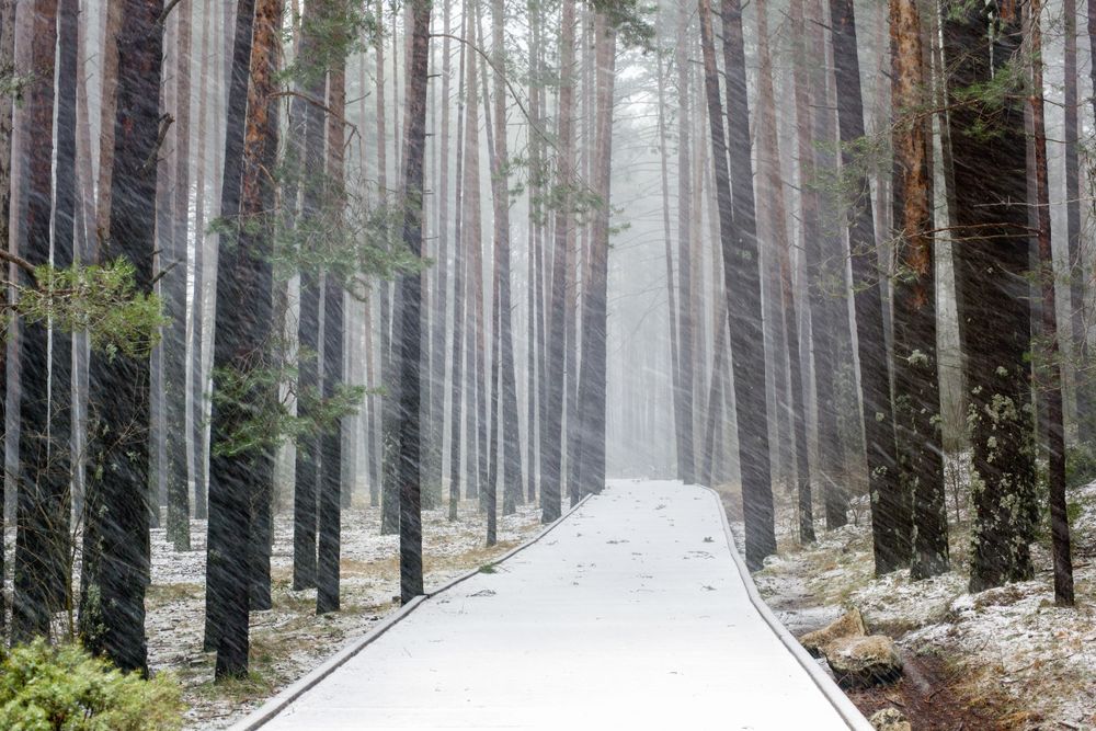 Walkway between forest in snow