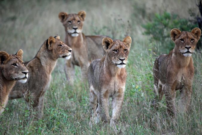 Five brown lioness on green field