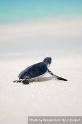 Baby sea turtle on seashore 5nvoM5