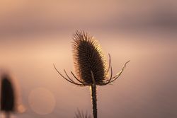 Close up of dry flower in the sun