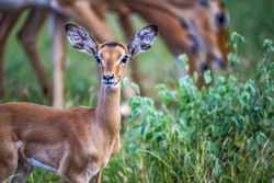 Young female impala Serengeti, Tanzania