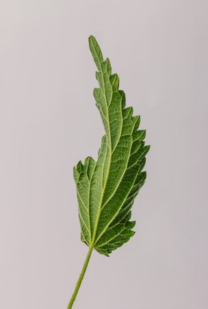 Nettle leaf on light background
