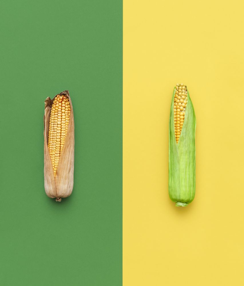 Green and dry maize top view
