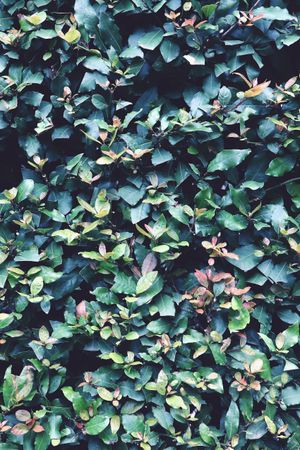 Green foliage in close up in summer garden.