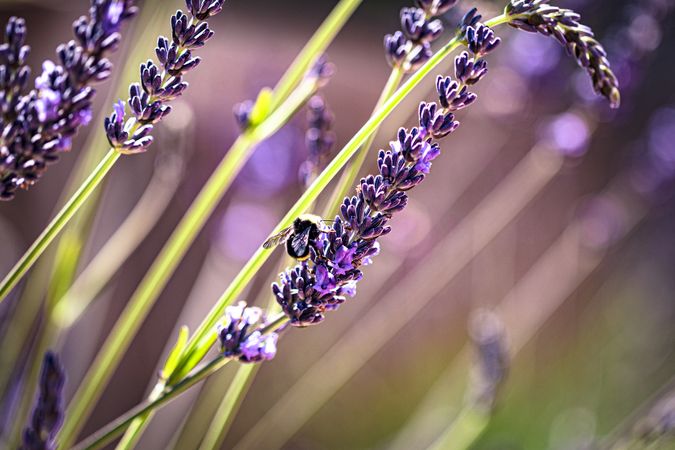 Side view of bee on sunny purple lavender