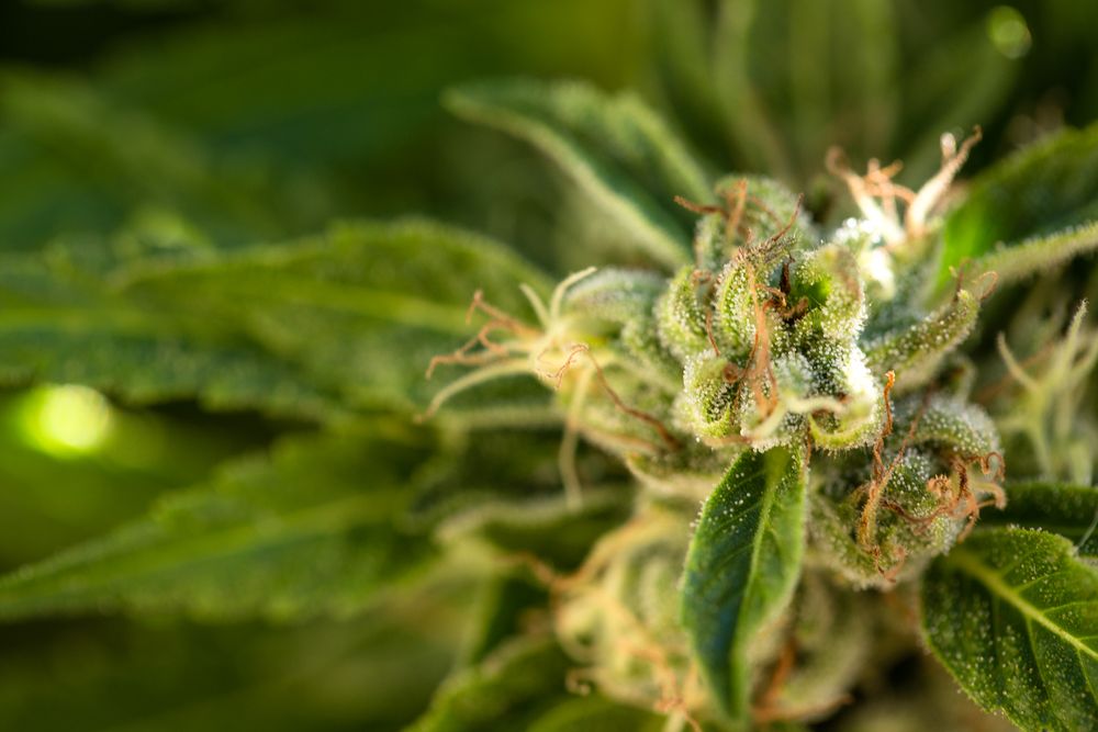 Close up of marijuana bud