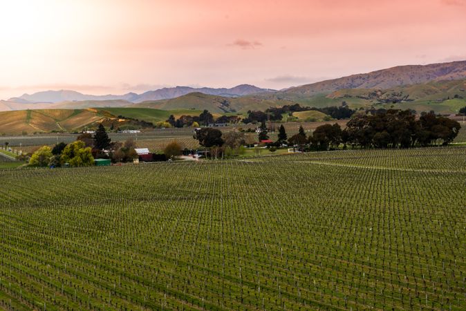 Vineyards field in Malborough, New Zealand